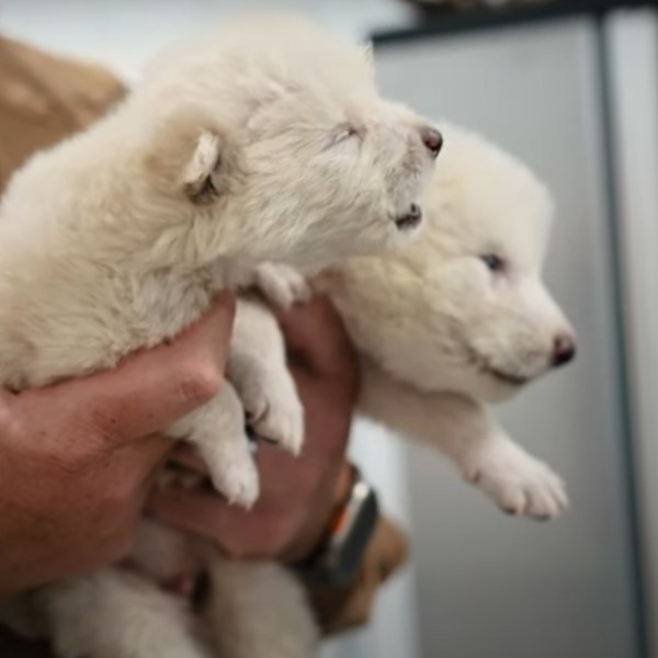 The Dire Wolves are back: Colossal Biosciences makes history with the world’s First&nbsp;De-Extinction