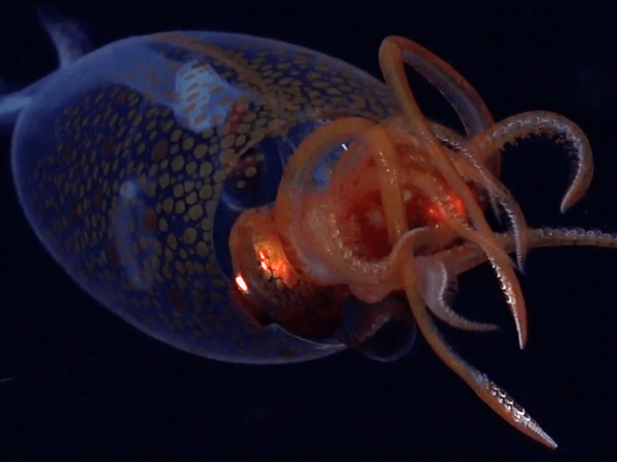 Colossal Squid Captured on Camera in Natural Habitat for the First&nbsp;Time